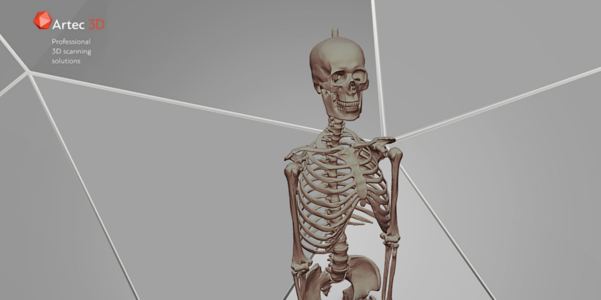 bannière de modèle 3D de squelette humain à télécharger gratuitement