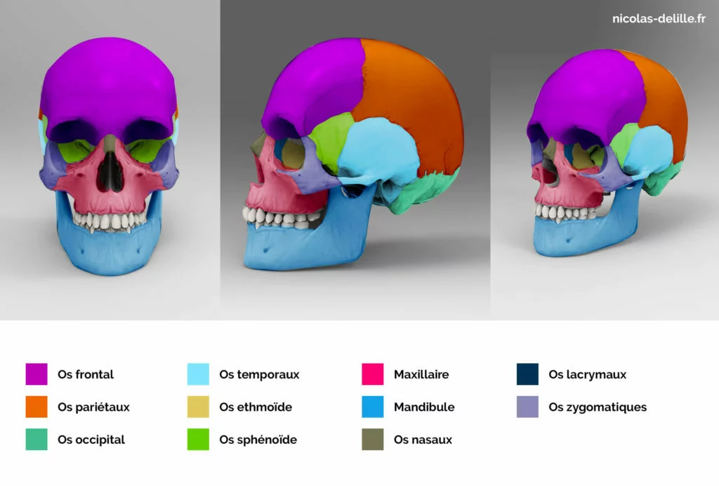 imagine qui décrit les différents os du crâne