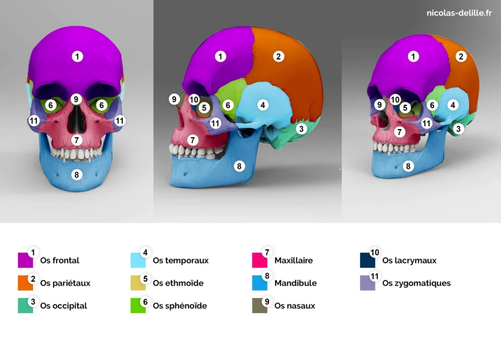 image qui localise les différents os du crâne avec des légendes